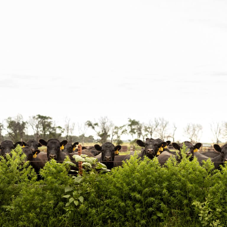 a bunch of cows standing by a fence