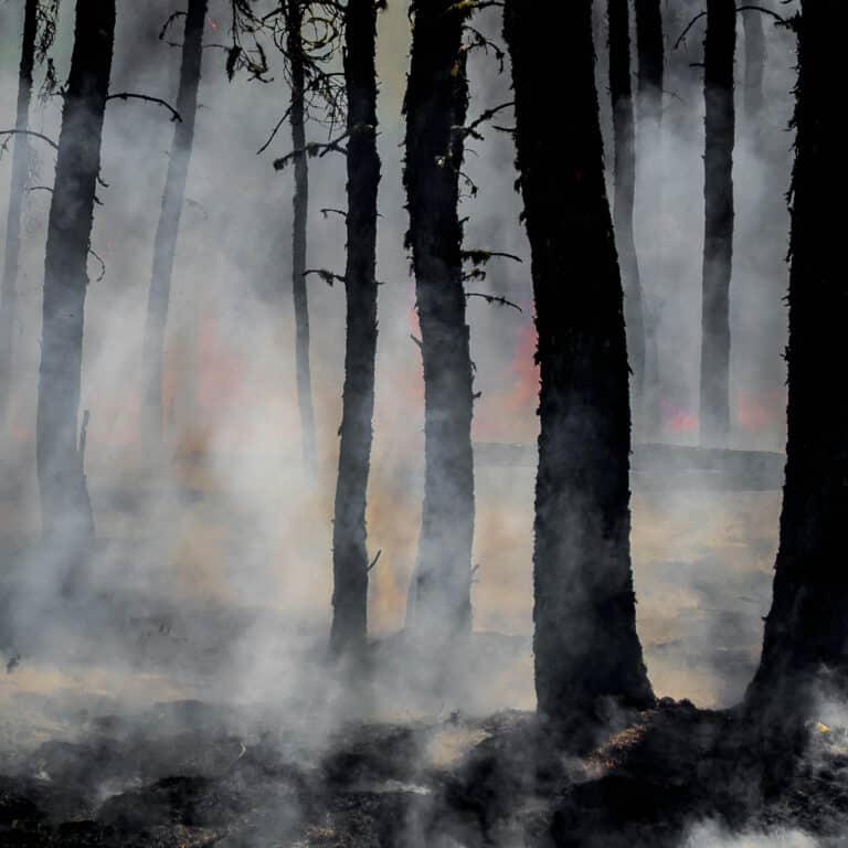 burnt trees surrounded by smoke